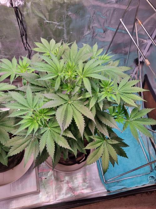 GodFeather OG F1 Auto (First) #16 #01. Week 6