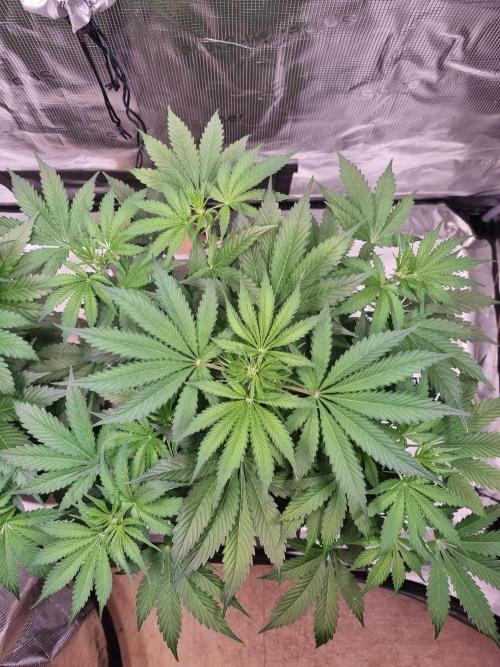GodFeather OG F1 Auto (First) #16 #01. Week 6