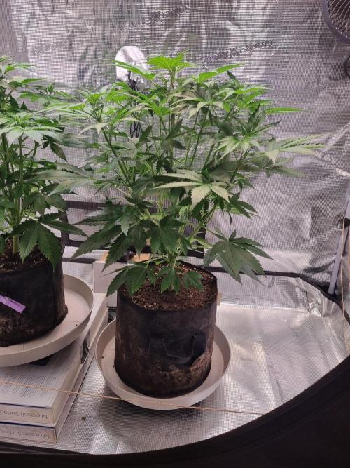 GodFeather OG F1 Auto (First) #16 #01. Week 6