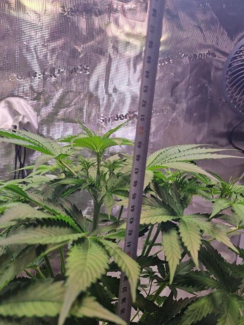 GodFeather OG F1 Auto (First) #16 #01. Week 6