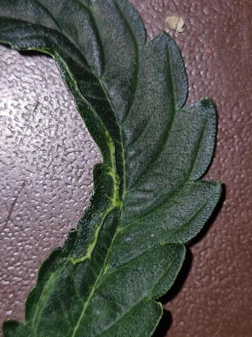 GodFeather OG F1 Auto (First) #16 #01. Week 6 - pests ?