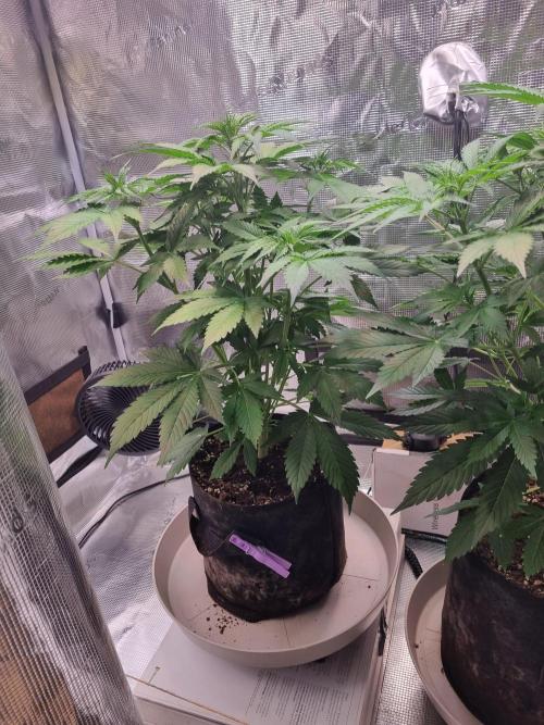 GodFeather OG F1 Auto (First) #17 #02. Week 6
