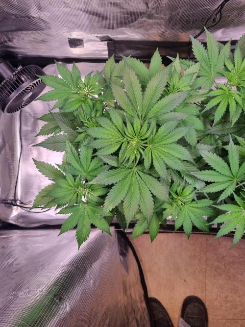 GodFeather OG F1 Auto (First) #17 #02. Week 6