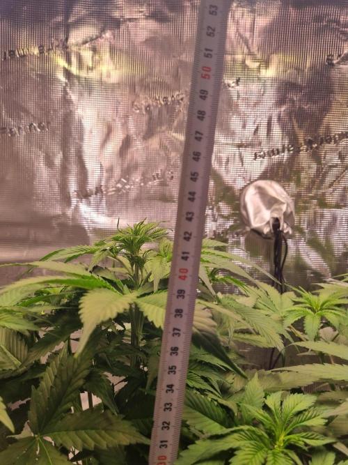 GodFeather OG F1 Auto (First) #17 #02. Week 6