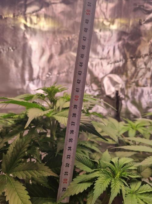 GodFeather OG F1 Auto (First) #17 #02. Week 6