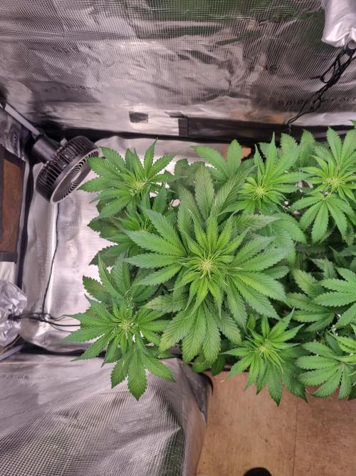 GodFeather OG F1 Auto (First) #17 #02. Week 7