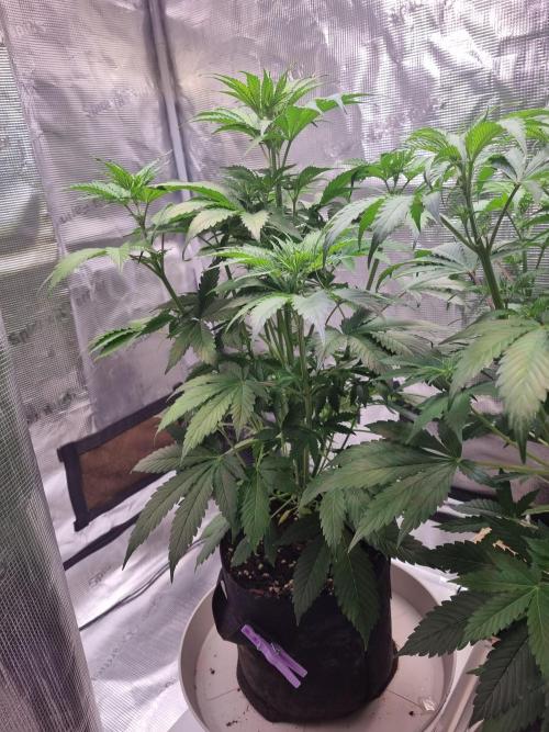 GodFeather OG F1 Auto (First) #17 #02. Week 7