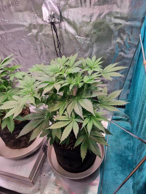 GodFeather OG F1 Auto (First) #16 #01. Week 6