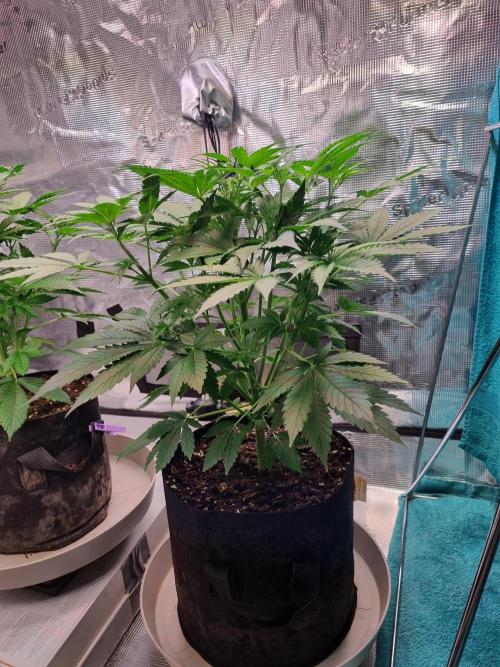 GodFeather OG F1 Auto (First) #16 #01. Week 6