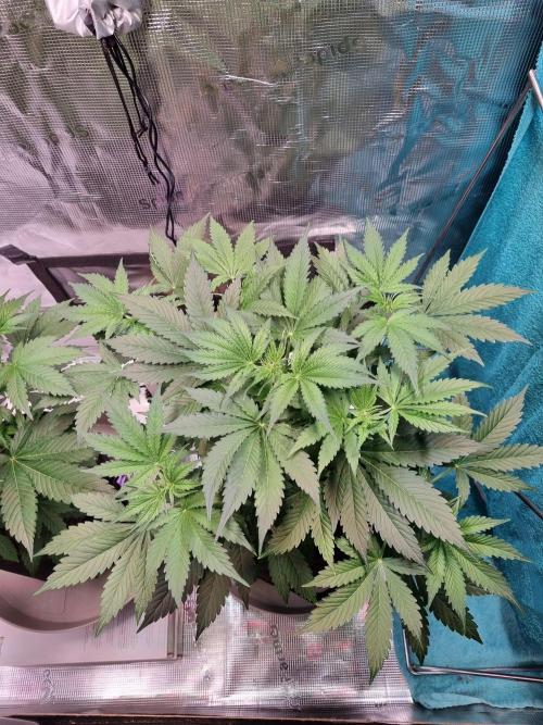 GodFeather OG F1 Auto (First) #16 #01. Week 6
