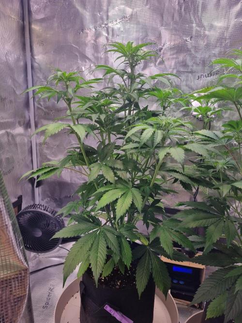 GodFeather OG F1 Auto (First) #17 #02. Week 7