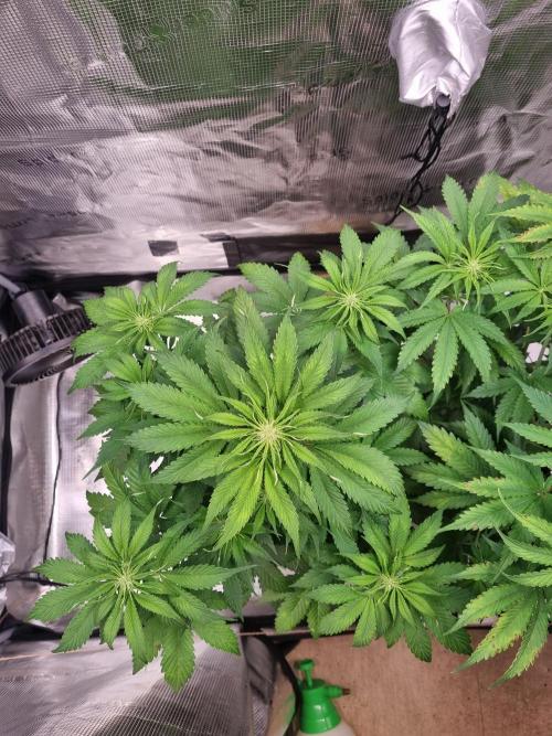 GodFeather OG F1 Auto (First) #17 #02. Week 7
