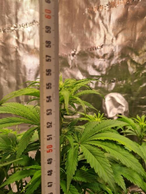 GodFeather OG F1 Auto (First) #17 #02. Week 7