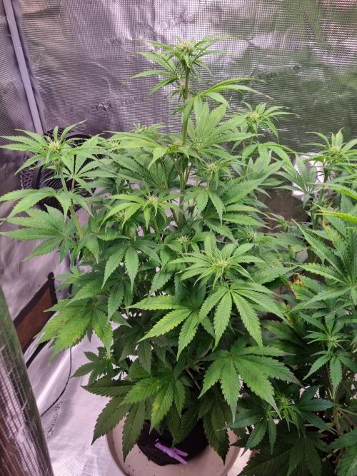 GodFeather OG F1 Auto (First) #17 #02. Week 7