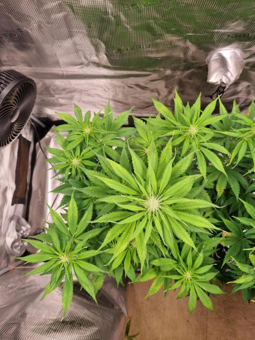 GodFeather OG F1 Auto (First) #17 #02. Week 7