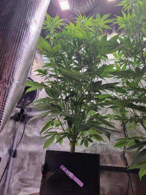 GodFeather OG F1 Auto (First) #17 #02. Week 7