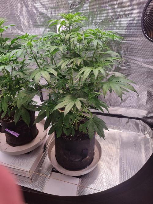 GodFeather OG F1 Auto (First) #16 #01. Week 7