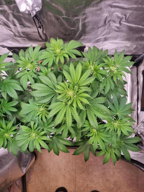 GodFeather OG F1 Auto (First) #16 #01. Week 7