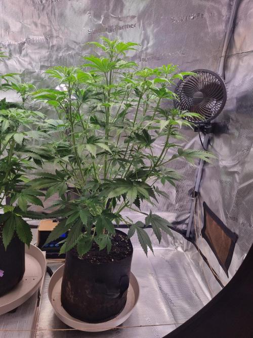 GodFeather OG F1 Auto (First) #16 #01. Week 7