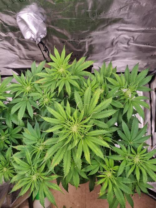 GodFeather OG F1 Auto (First) #16 #01. Week 7