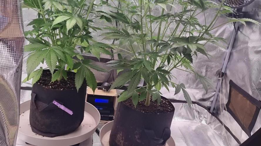 GodFeather OG F1 Auto (First) #16 #01