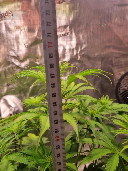 GodFeather OG F1 Auto (First) #16 #01. Week 7