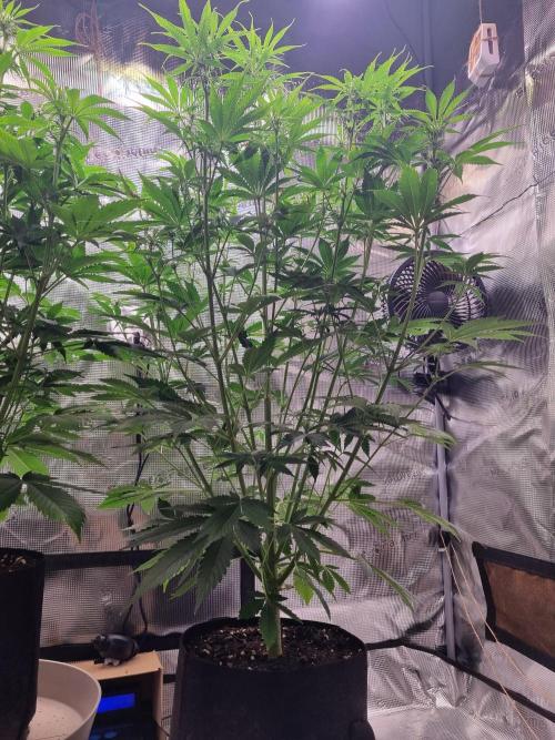GodFeather OG F1 Auto (First) #16 #01. Week 7