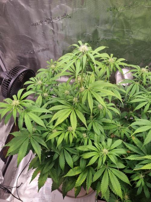 GodFeather OG F1 Auto (First) #17 #02. Week 8