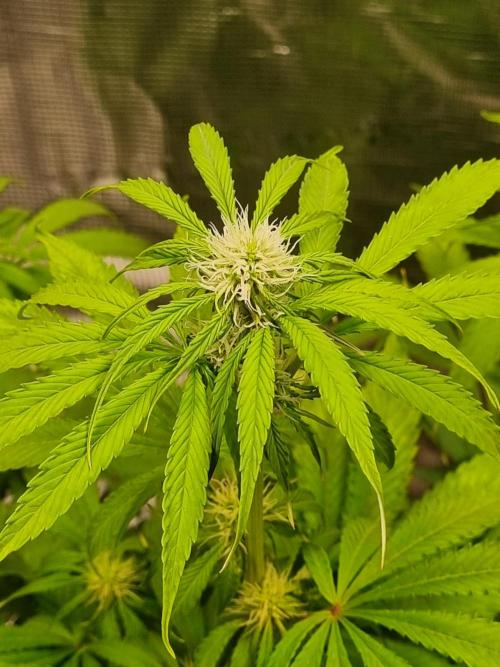 GodFeather OG F1 Auto (First) #17 #02. Week 8
