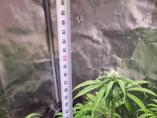 GodFeather OG F1 Auto (First) #17 #02. Week 8