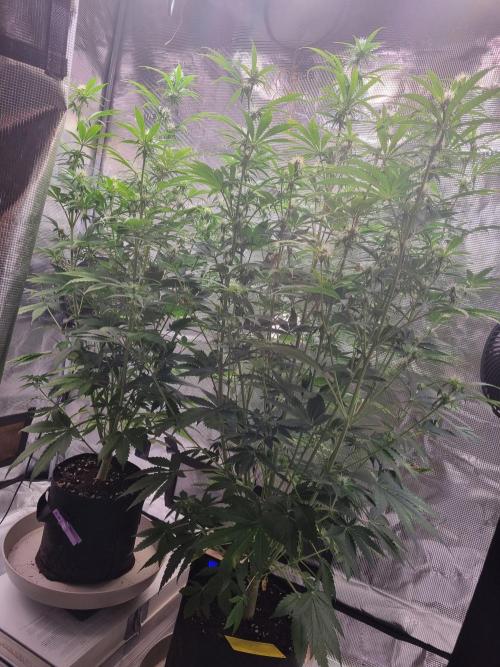 GodFeather OG F1 Auto (First) #17 #02. Week 8