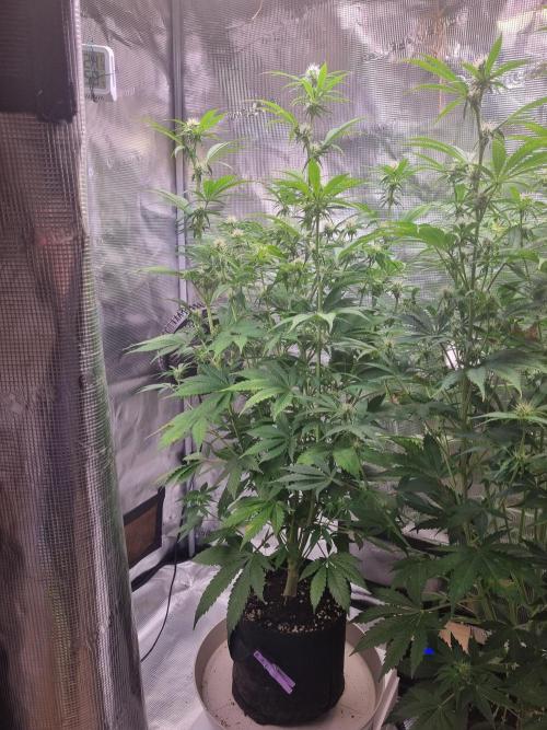 GodFeather OG F1 Auto (First) #17 #02. Week 8