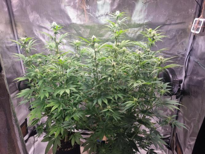 GodFeather OG F1 Auto (First) #17 #02. Week 8