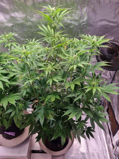 GodFeather OG F1 Auto (First) #16 #01. Week 8
