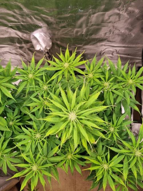 GodFeather OG F1 Auto (First) #16 #01. Week 8