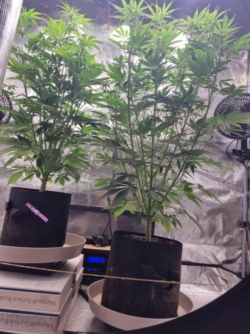 GodFeather OG F1 Auto (First) #16 #01. Week 8