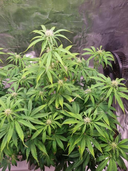 GodFeather OG F1 Auto (First) #16 #01. Week 8