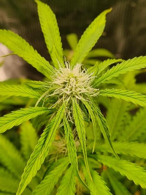 GodFeather OG F1 Auto (First) #16 #01. Week 8