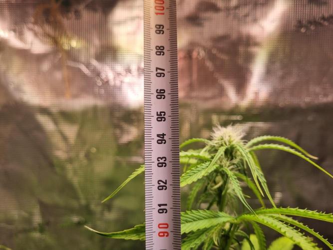 GodFeather OG F1 Auto (First) #16 #01. Week 8