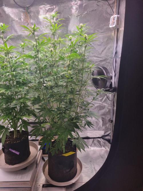 GodFeather OG F1 Auto (First) #16 #01. Week 8