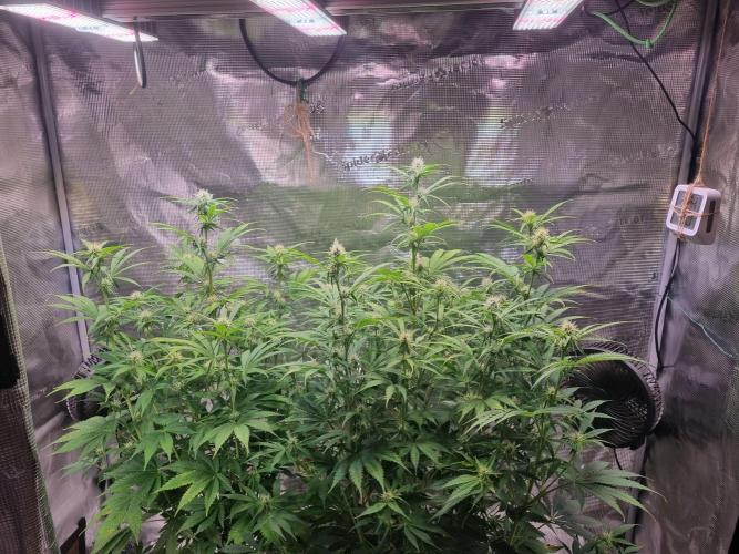GodFeather OG F1 Auto (First) #16 #01. Week 8