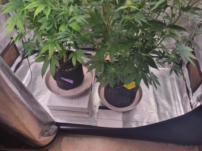 GodFeather OG F1 Auto (First) #16 #01. Week 8