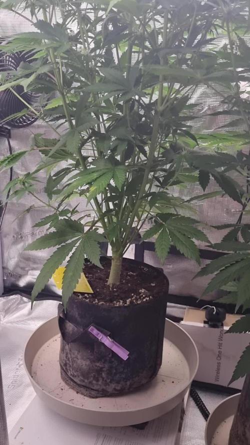 GodFeather OG F1 Auto (First) #17 #02