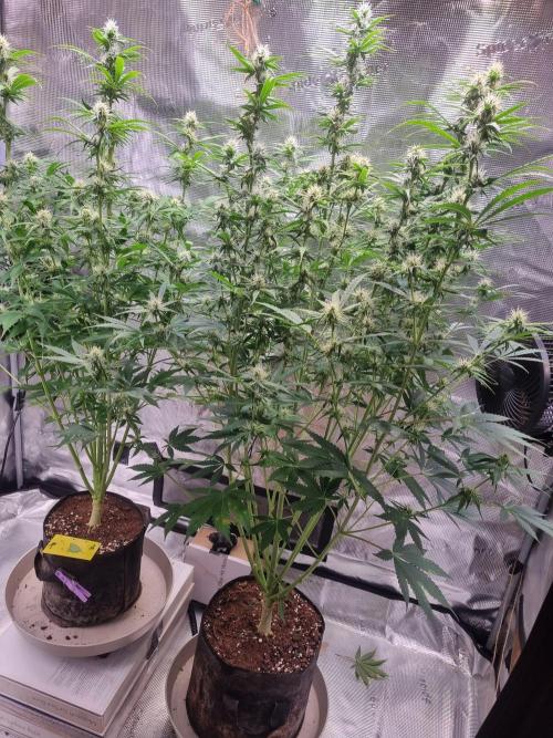 GodFeather OG F1 Auto (First) #17 #02. Week 9