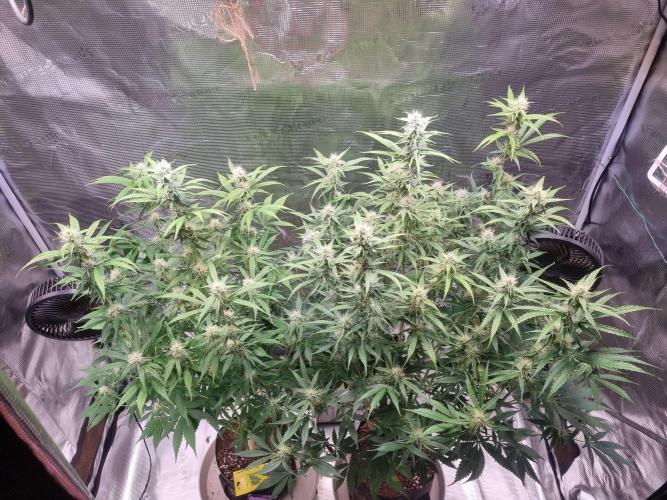 GodFeather OG F1 Auto (First Edition). Week 9