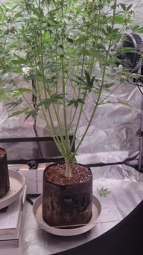 GodFeather OG F1 Auto (First) #16 #01