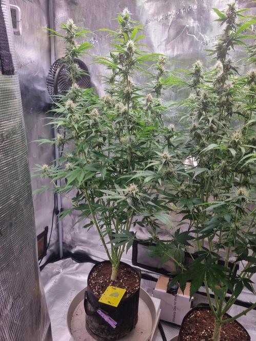 GodFeather OG F1 Auto (First) #17 #02. Week 10