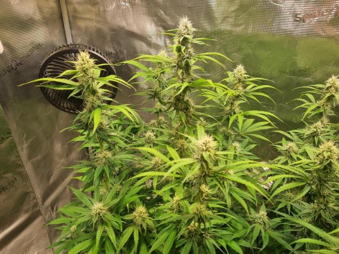 GodFeather OG F1 Auto (First) #17 #02. Week 10