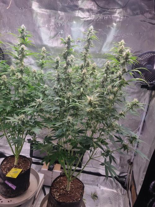 GodFeather OG F1 Auto (First) #16 #01. Week 10