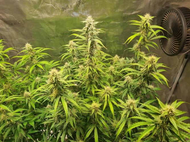 GodFeather OG F1 Auto (First) #16 #01. Week 10